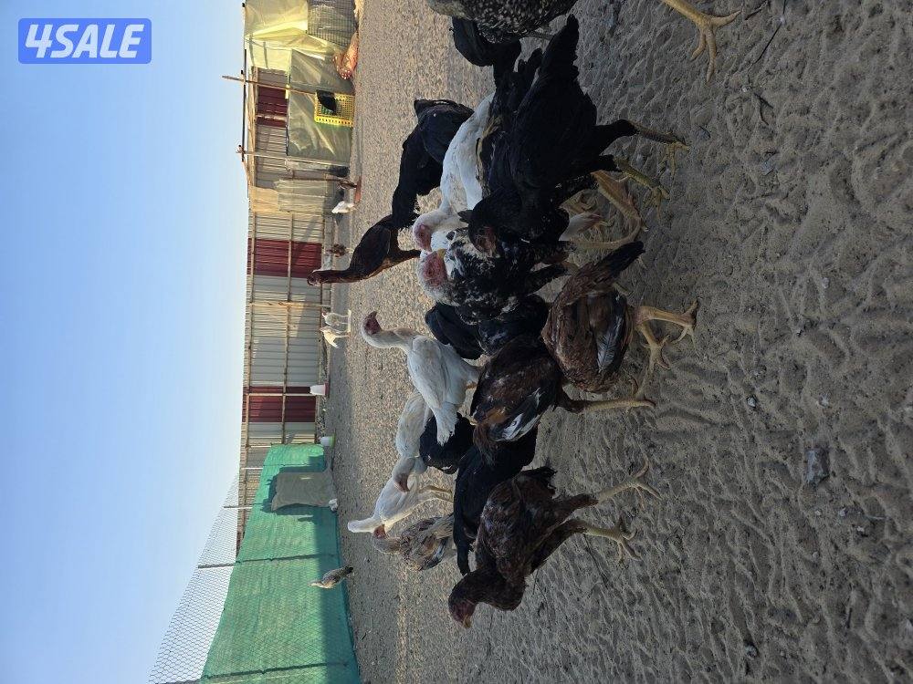 دجاج هندي من اربع شهور وفوق0