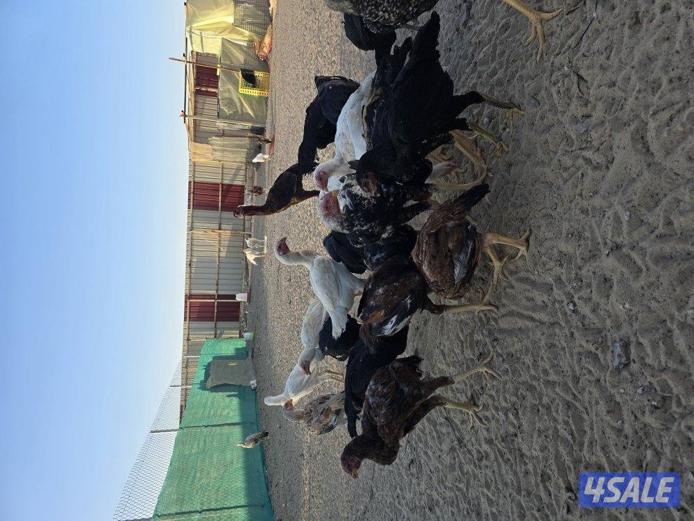 دجاج هندي من اربع شهور وفوق1