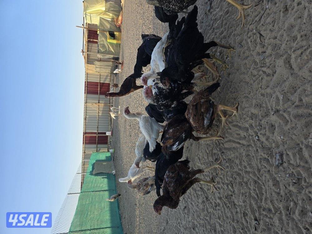 دجاج هندي من اربع شهور وفوق2