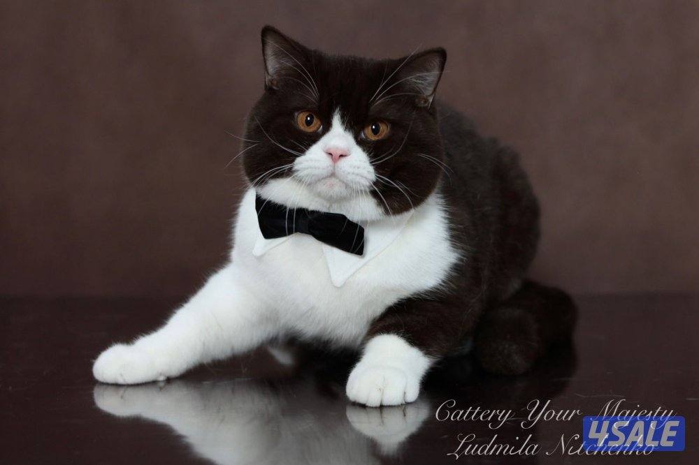 قطط برتش شورت هير1