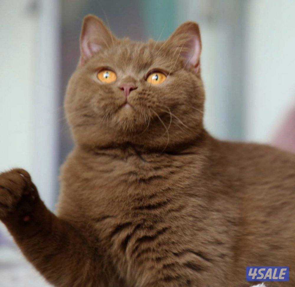 قطط برتش شورت هير0