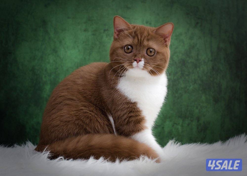 قطط برتش شورت هير2