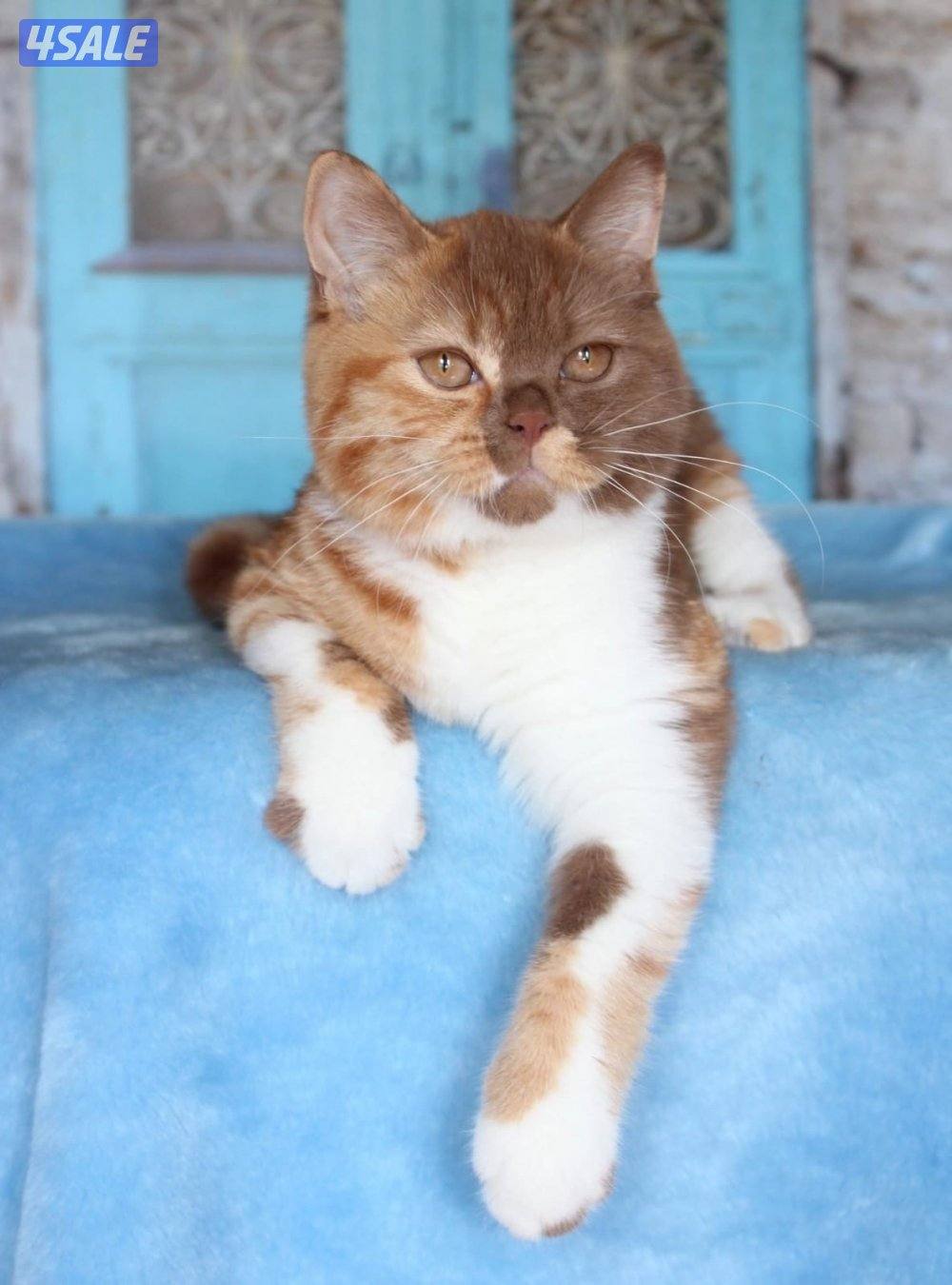 قطط برتش شورت هير3