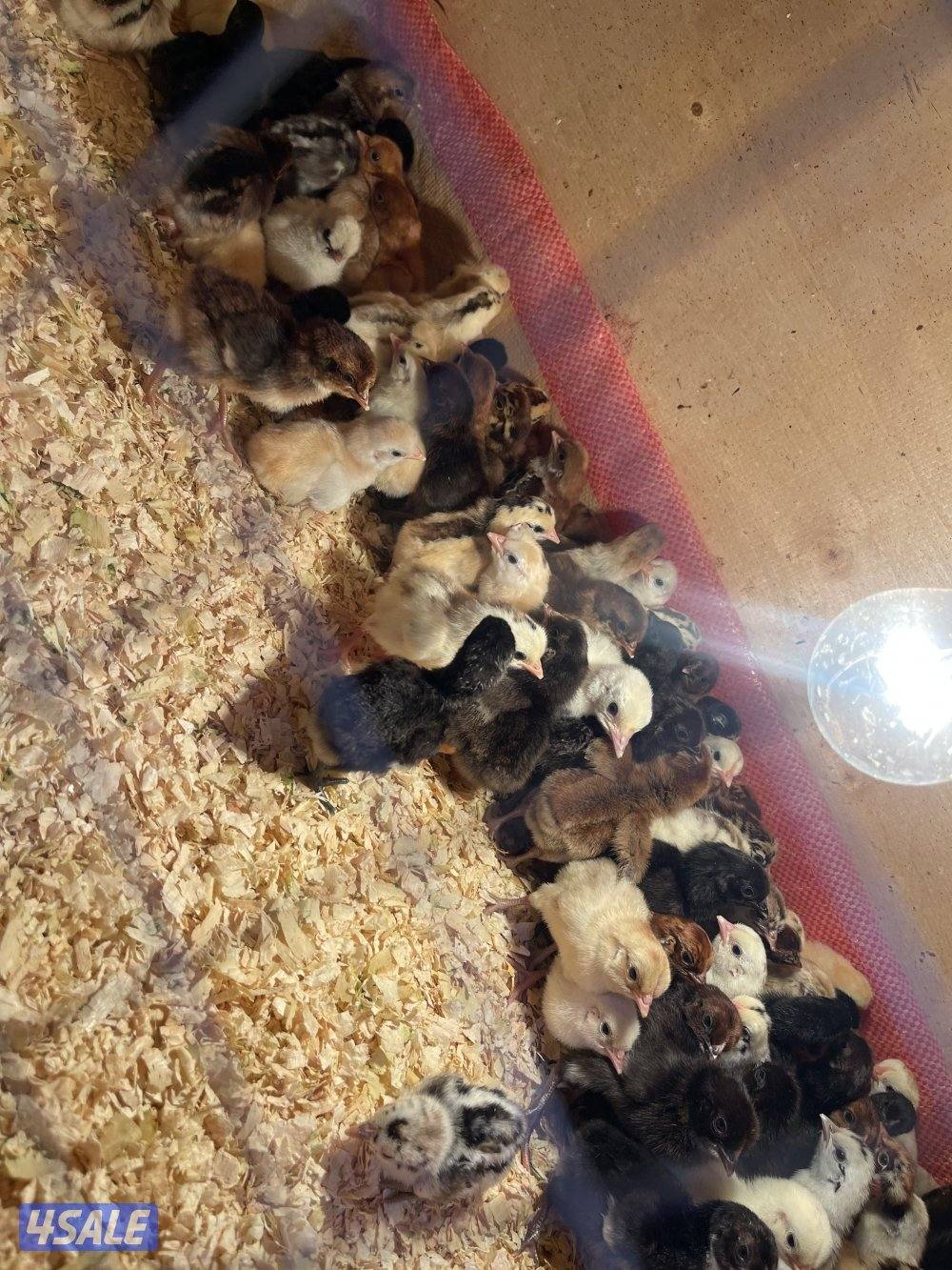 صيصان عربي ألوان جميله ١٠٠ حبه ٢٥ دينار يوجد أعمار شهر ٣٥٠ فلس0