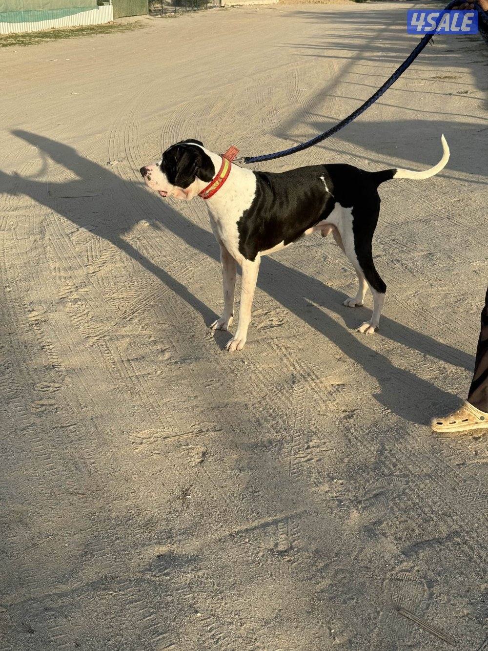 بولي كوتا العمر سنتين1