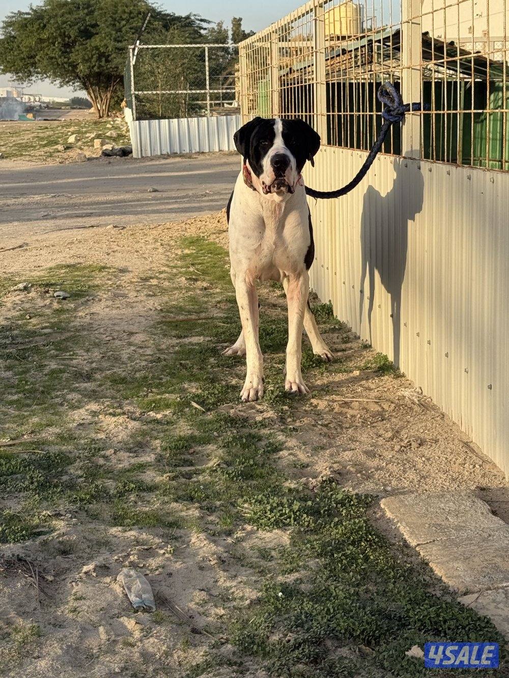 بولي كوتا العمر سنتين2