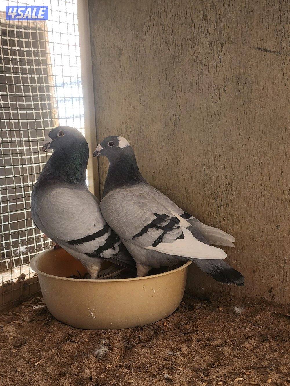 طريق الارتال0