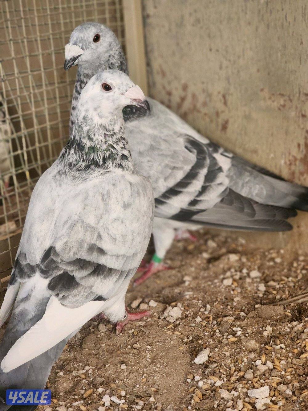 طريق الارتال2