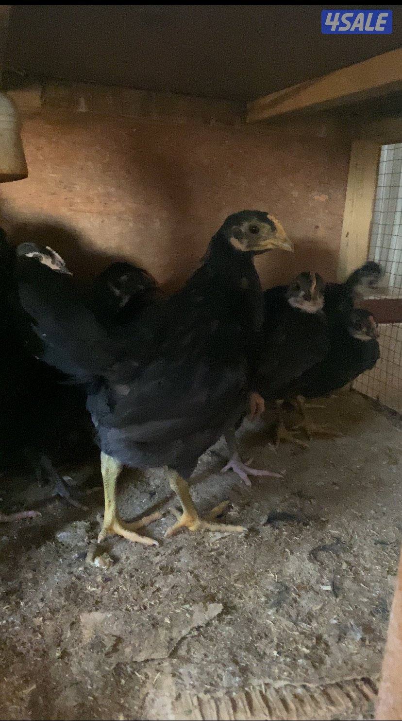 للبيع دجاج عراقي في 4شهور ب2.5 وشهرين إلى ثلاث شهور ب1.5وشهرالى شهرين10