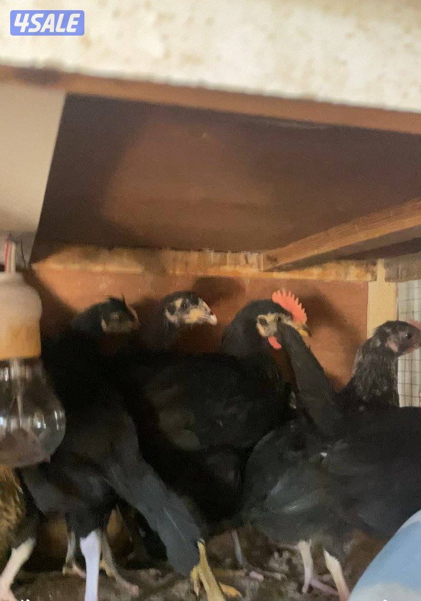 للبيع دجاج عراقي في 4شهور ب2.5 وشهرين إلى ثلاث شهور ب1.5وشهرالى شهرين11