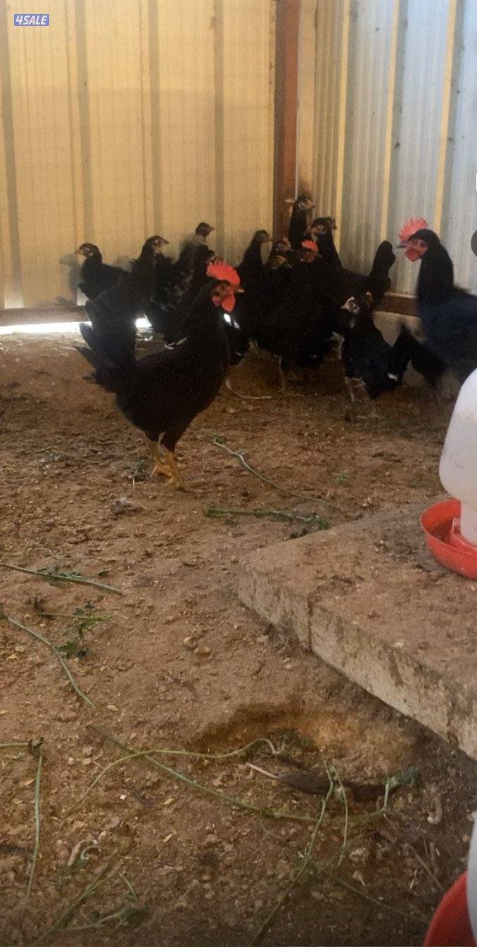 للبيع دجاج عراقي في 4شهور ب2.5 وشهرين إلى ثلاث شهور ب1.5وشهرالى شهرين12