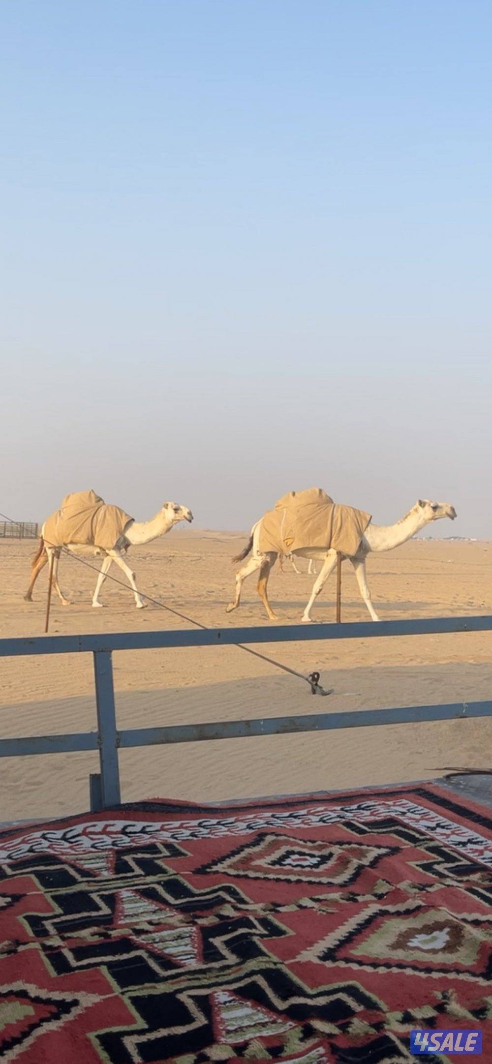 للبيع ابل وضح العدد151