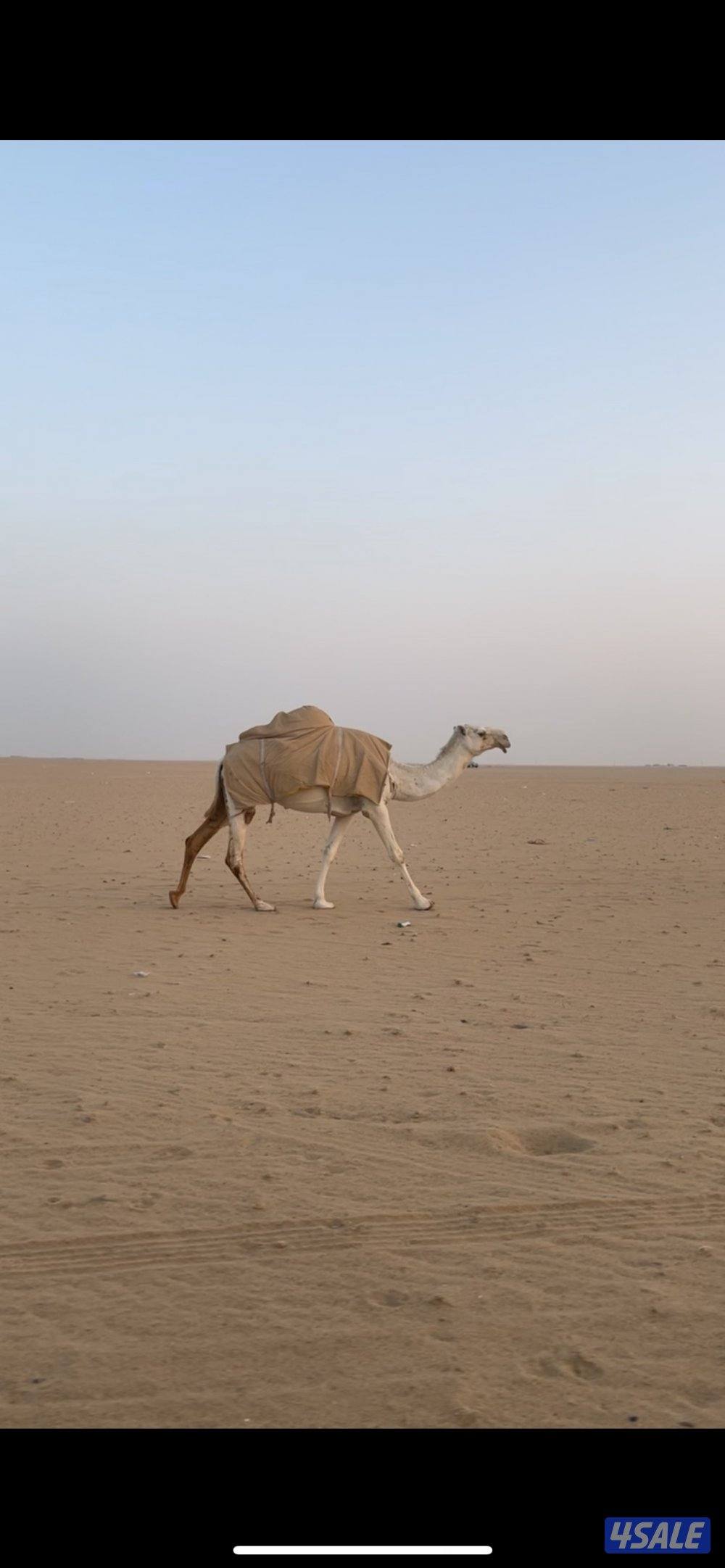 للبيع ابل وضح العدد152