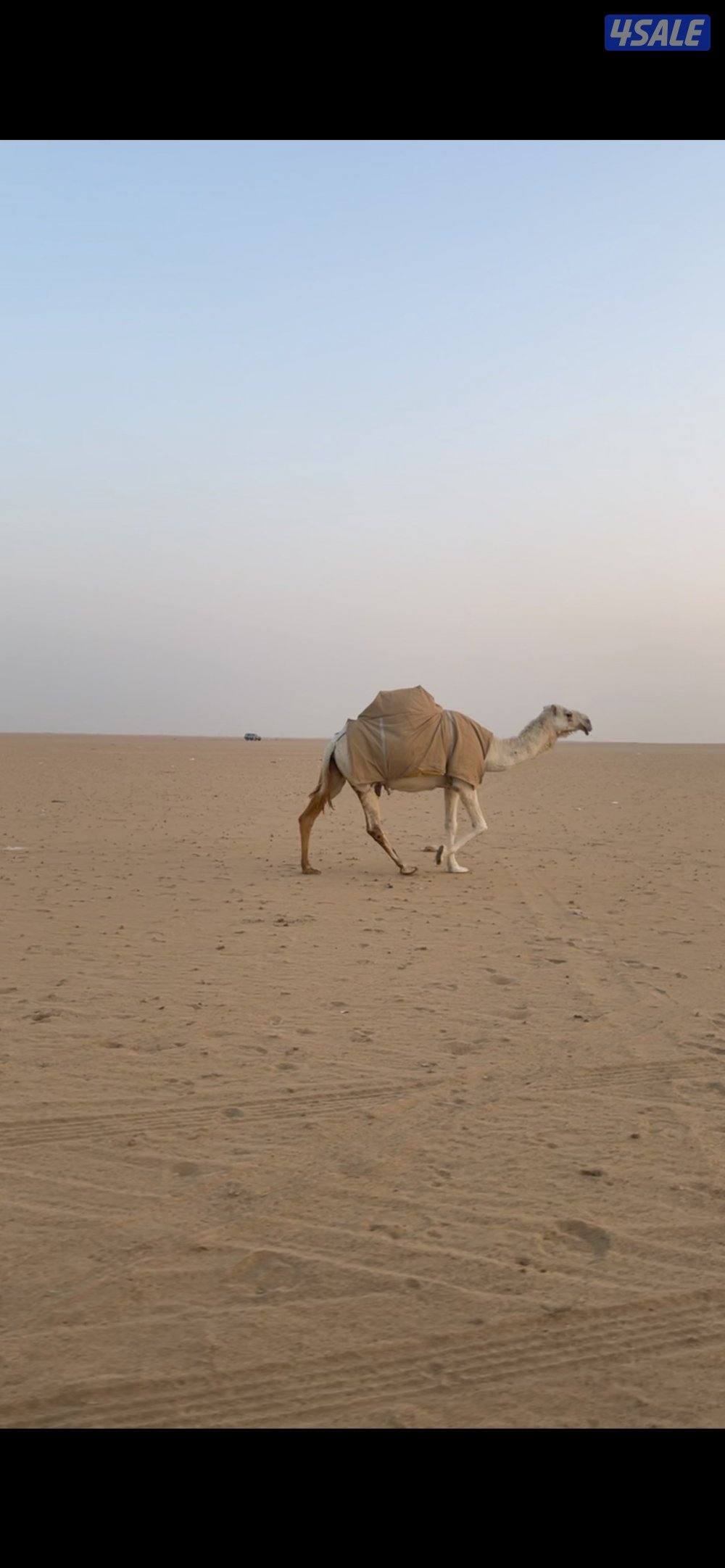 للبيع ابل وضح العدد153