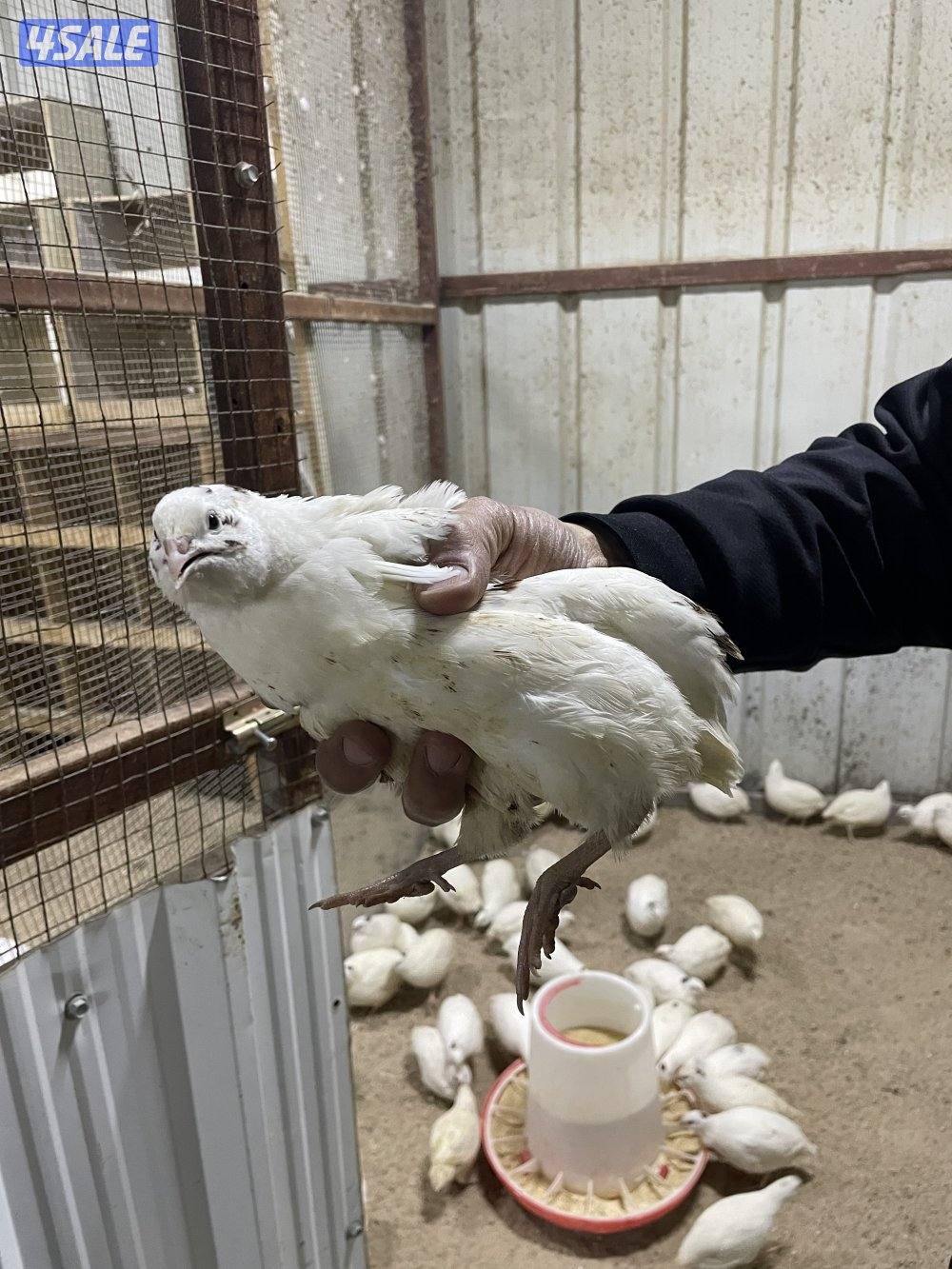 فري امريكي1