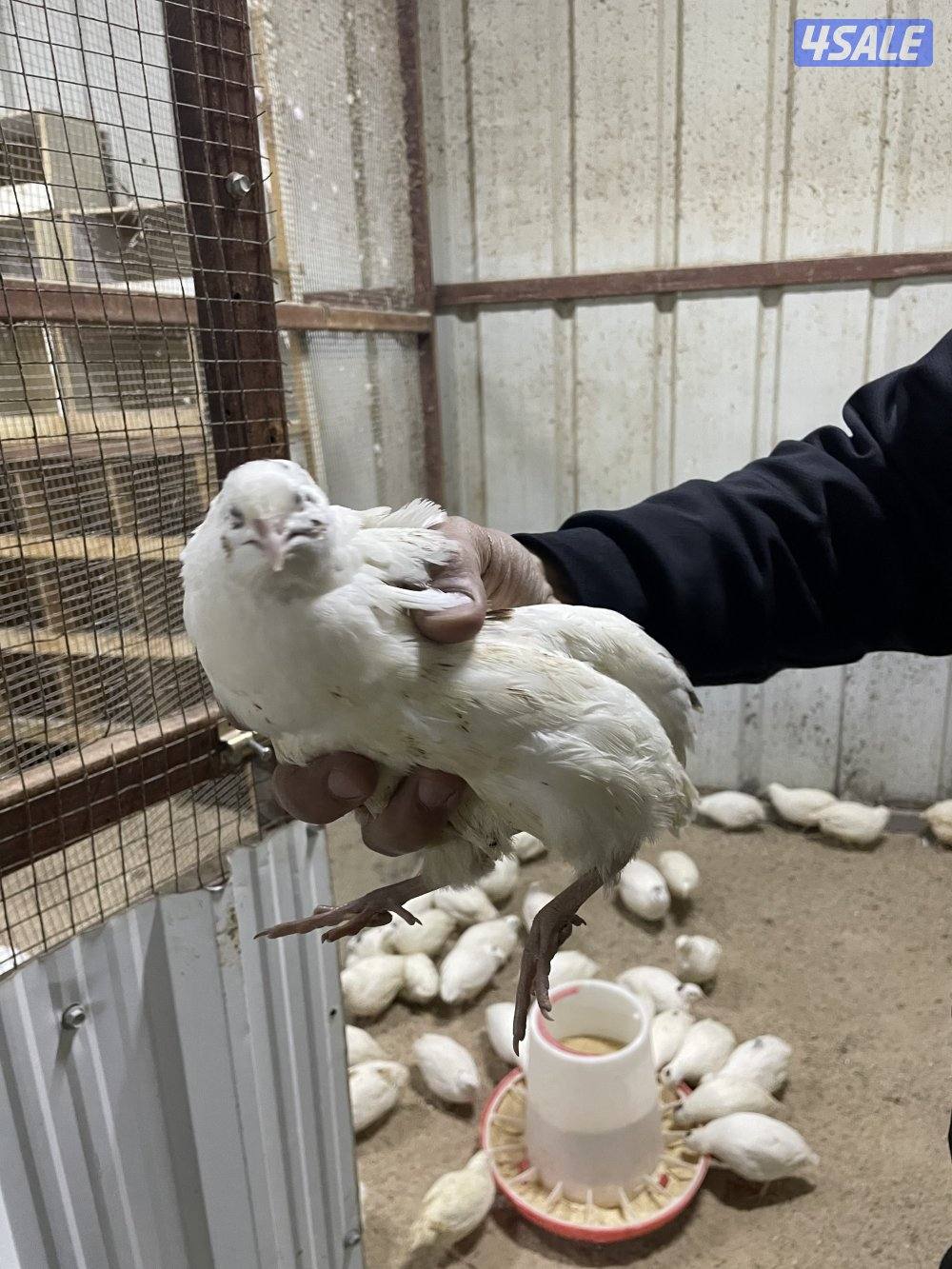 فري امريكي2