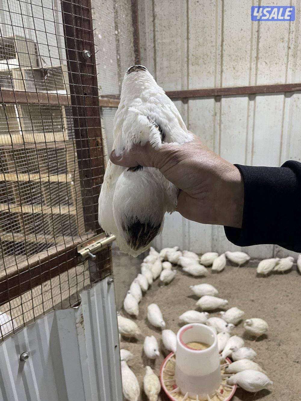 فري امريكي3