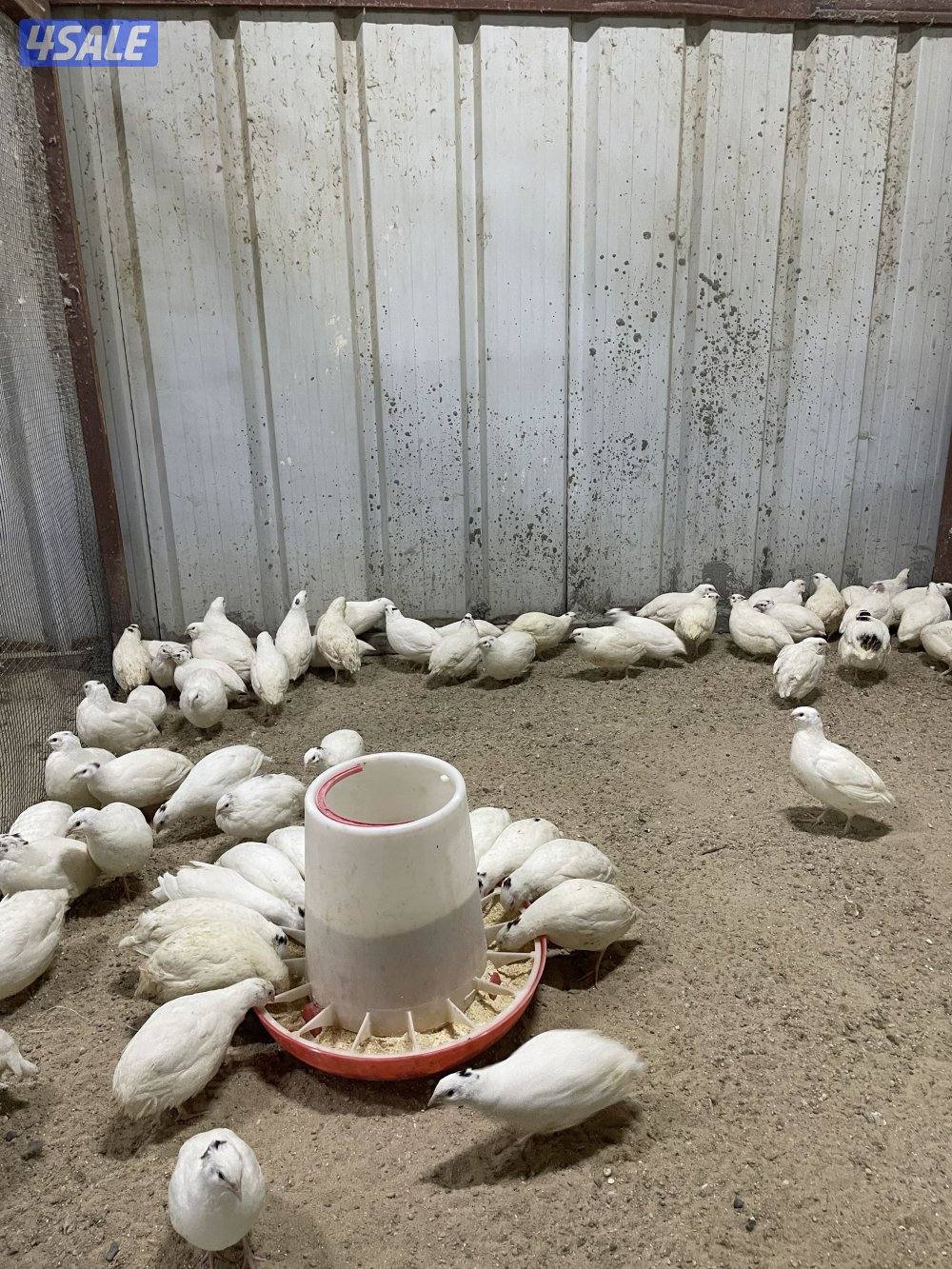 فري امريكي4