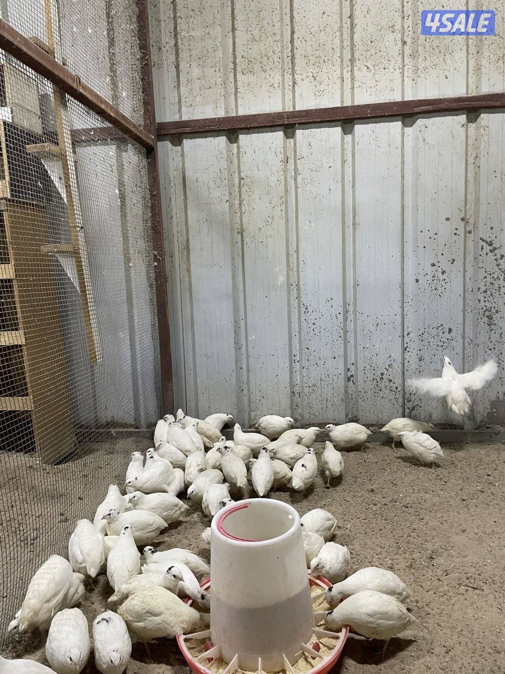 فري امريكي5