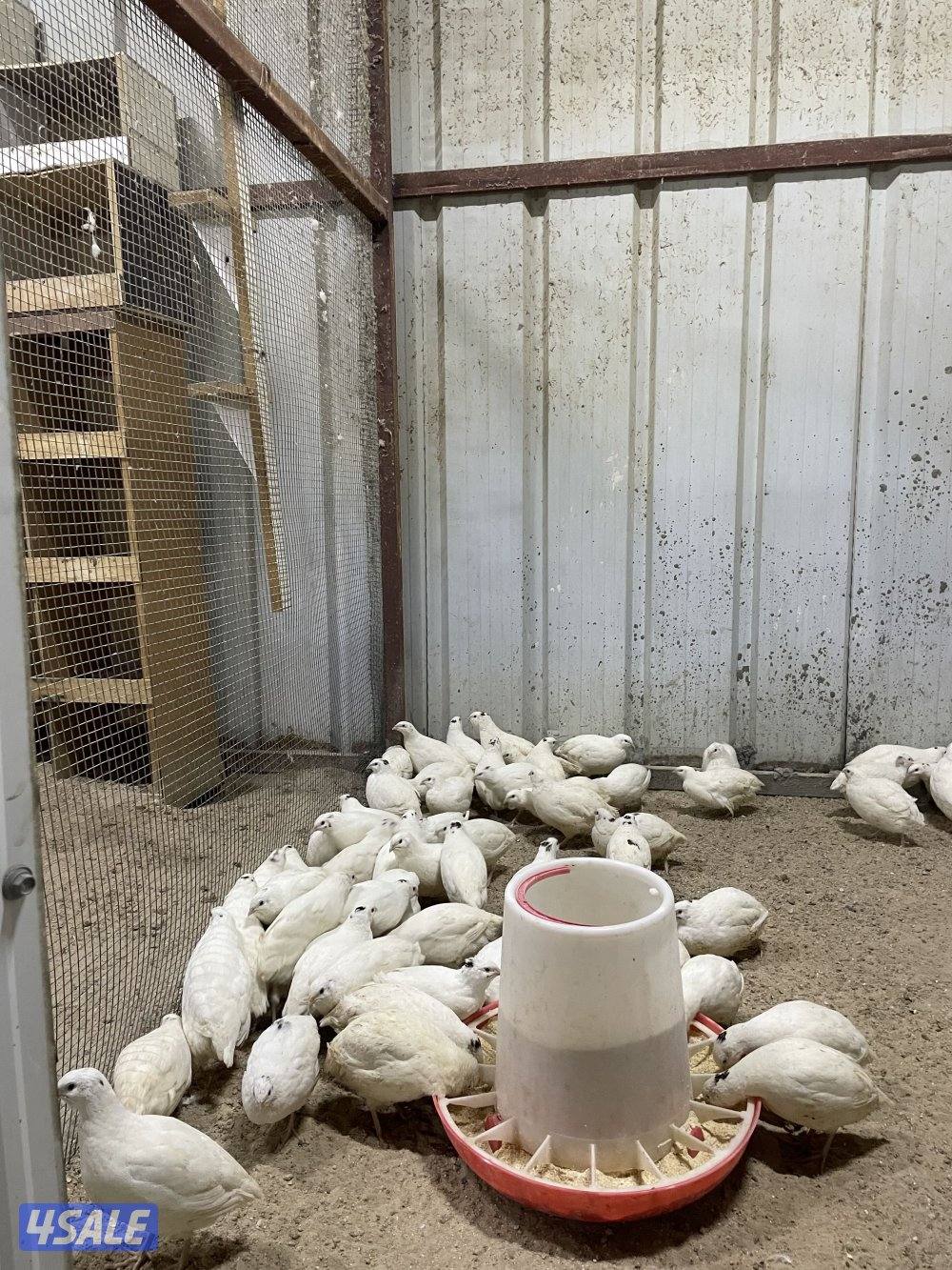 فري امريكي6