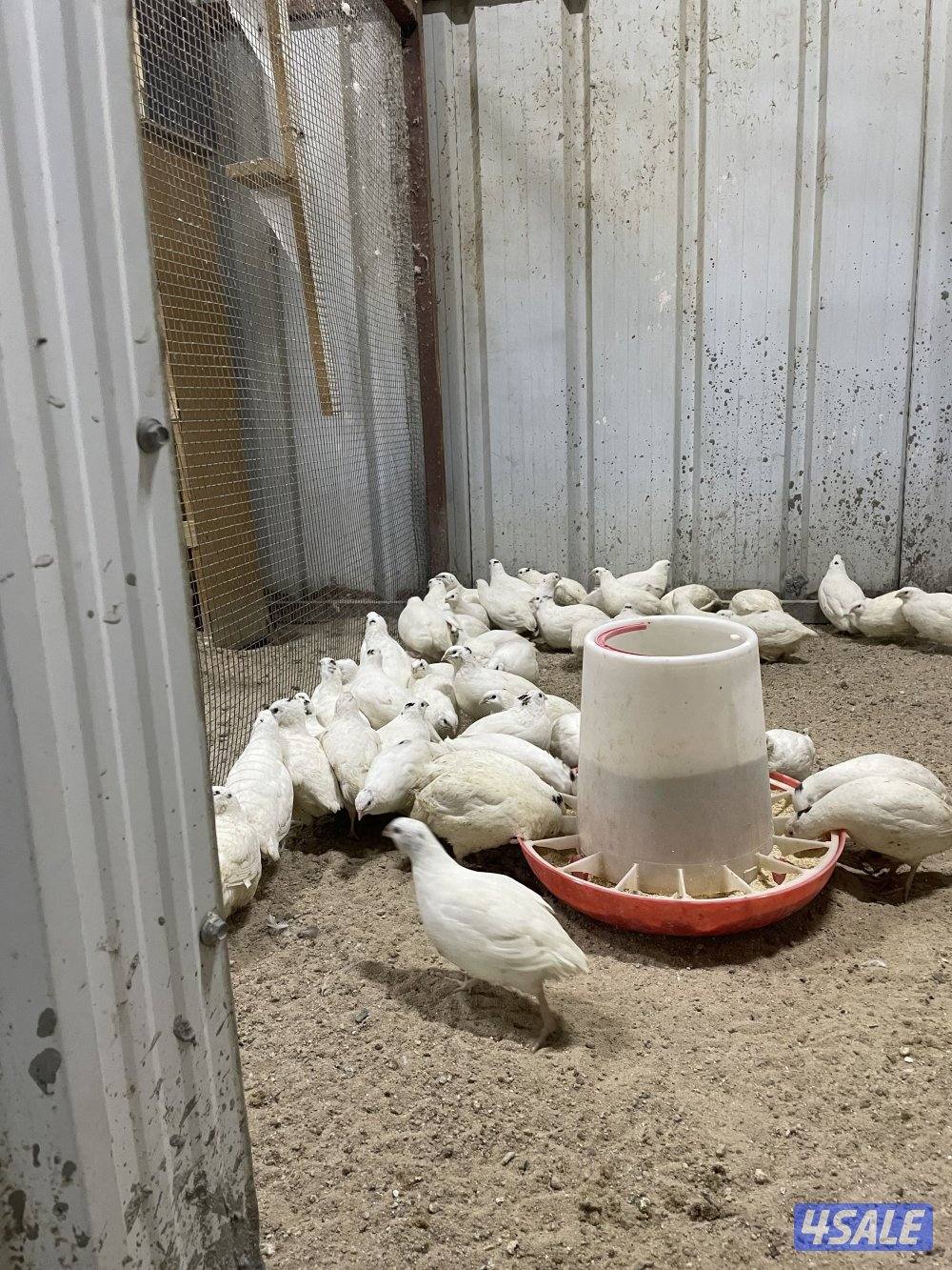 فري امريكي8