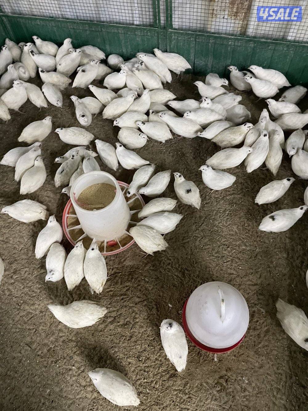 فري امريكي9