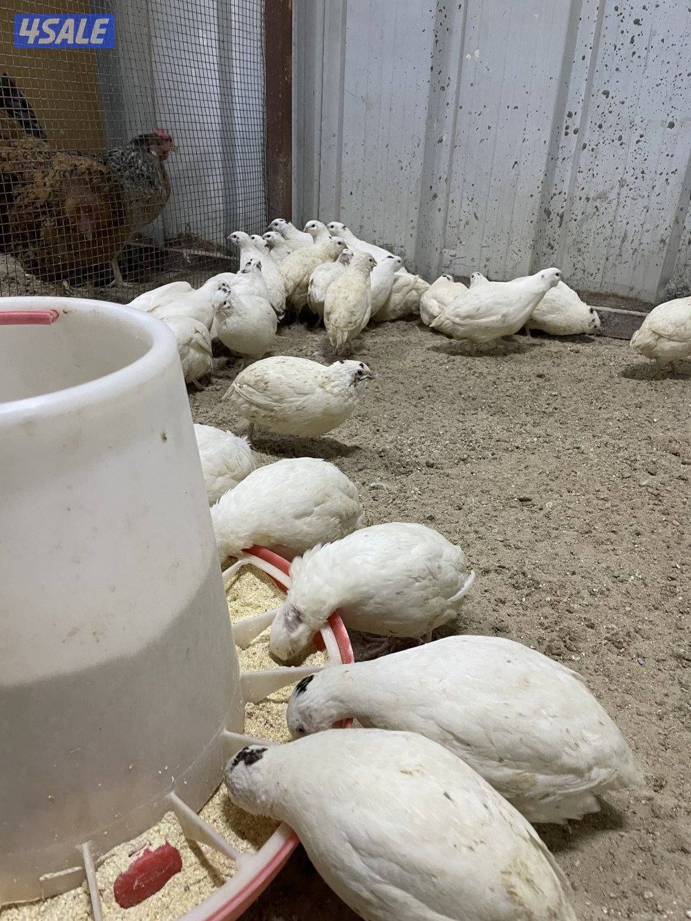 فري امريكي10