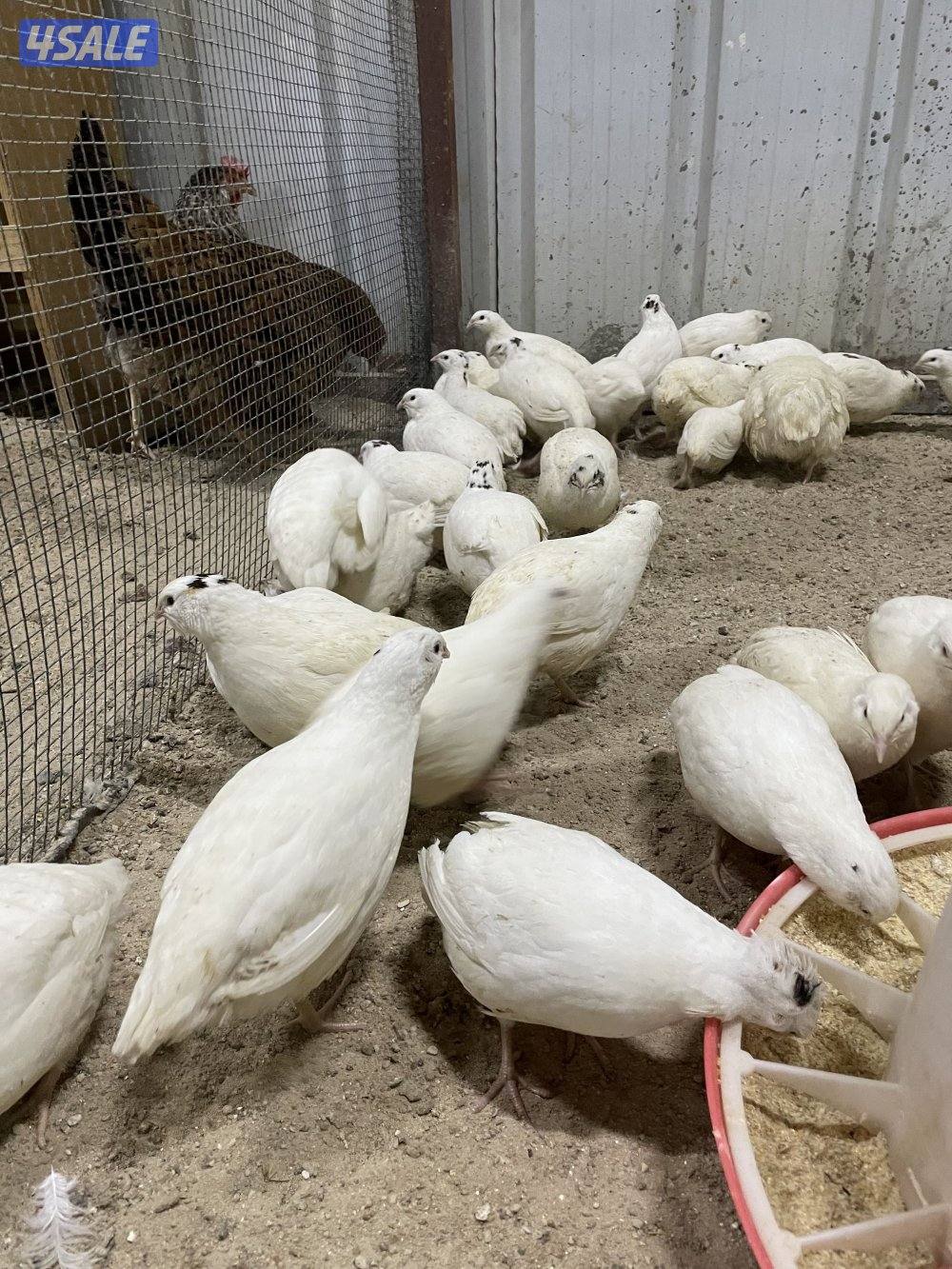 فري امريكي11