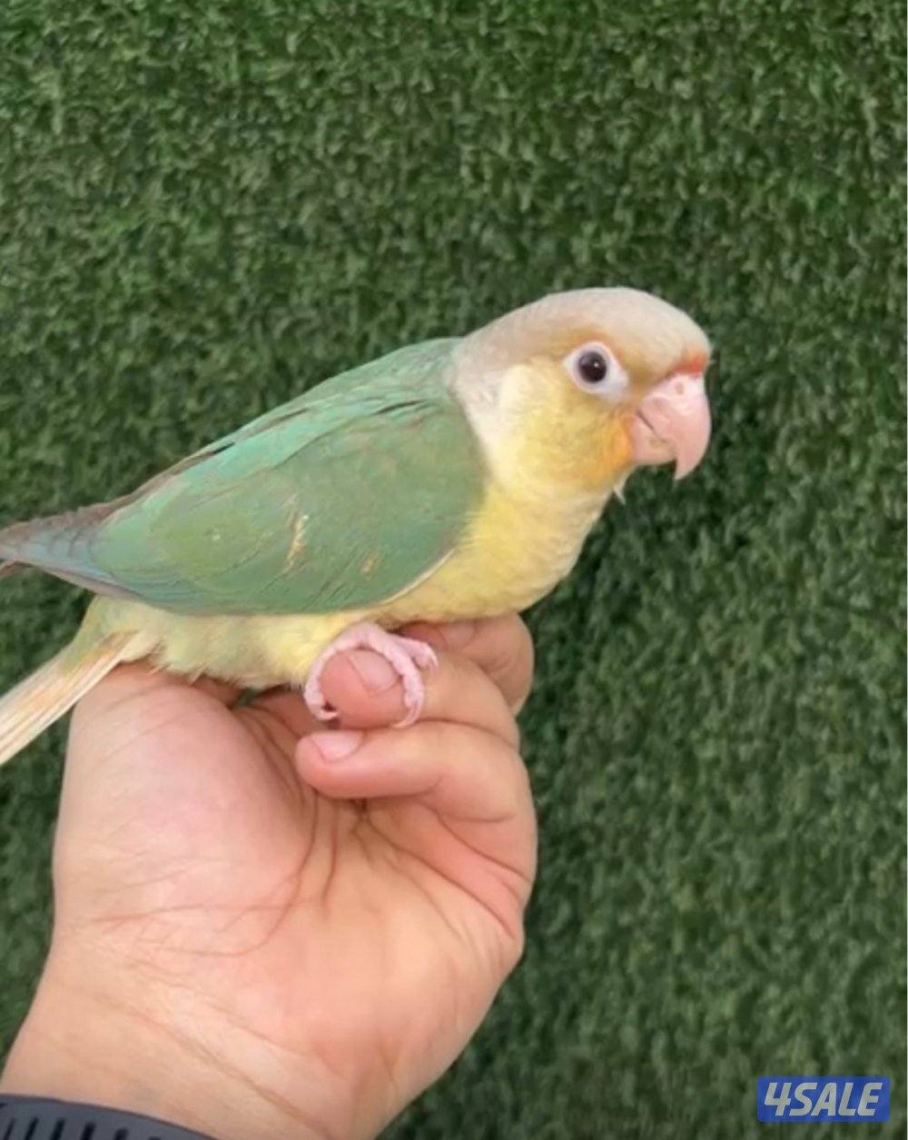 فروخ  كنيور عس1