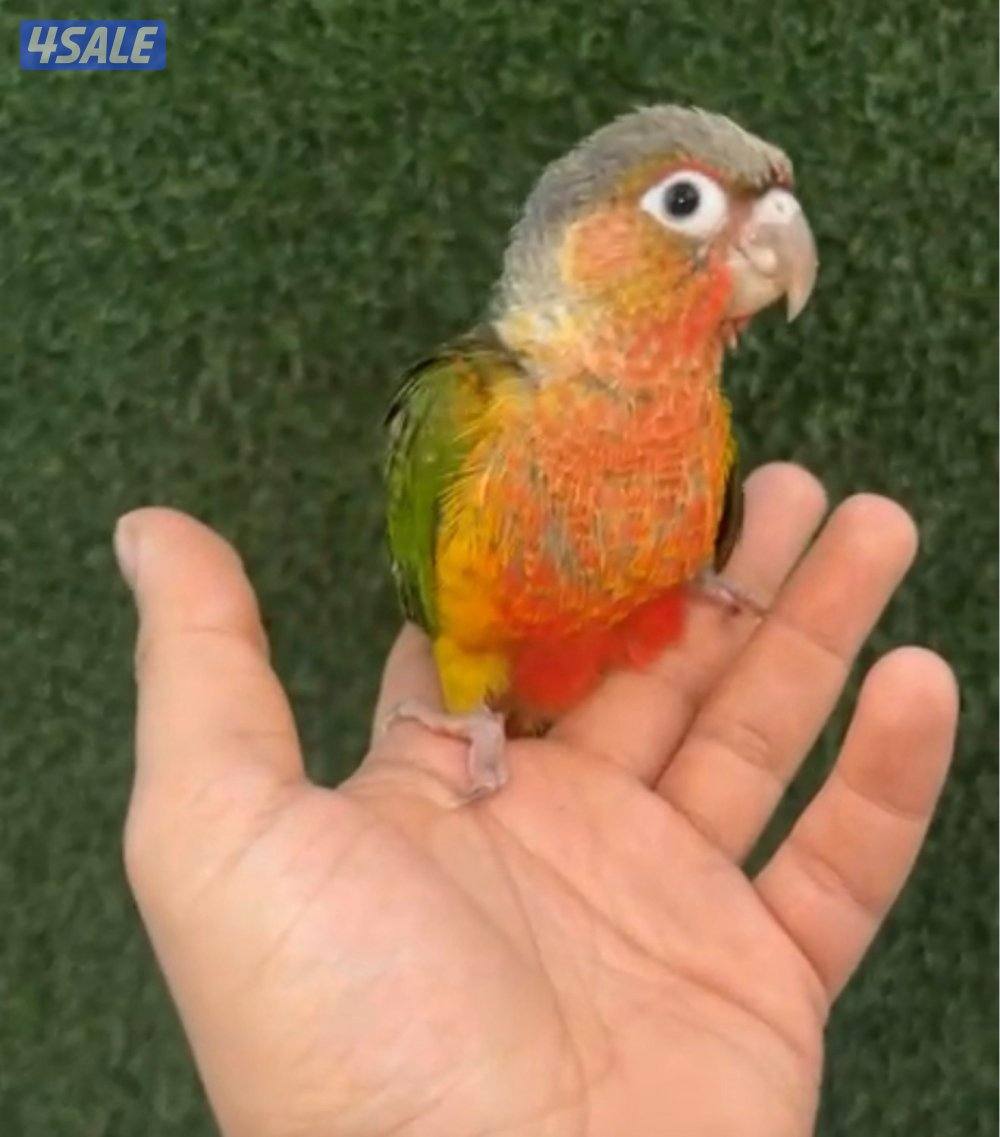 فروخ  كنيور عس2