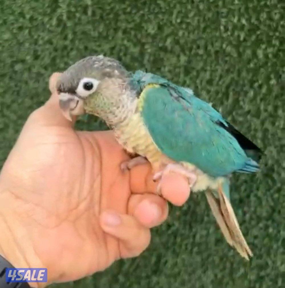 فروخ  كنيور عس3