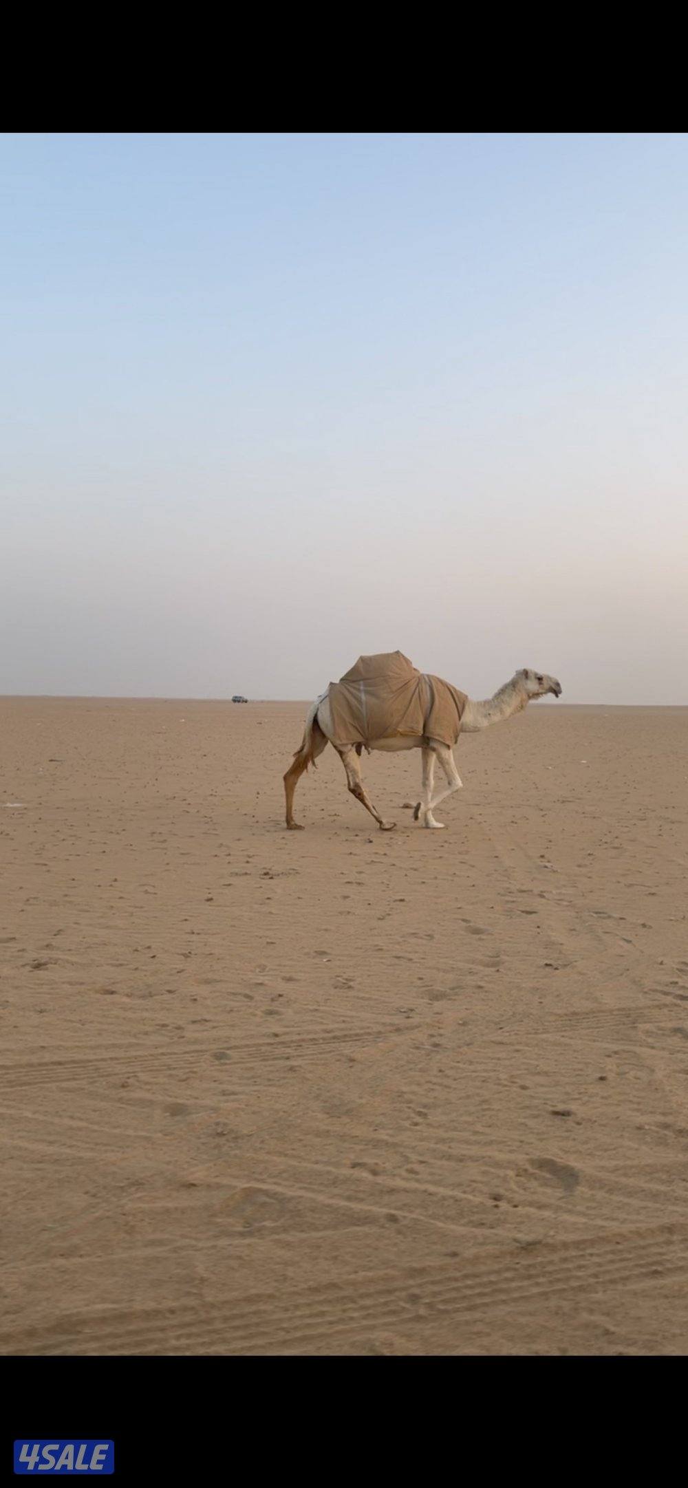 للبيع ابل وضح العدد154