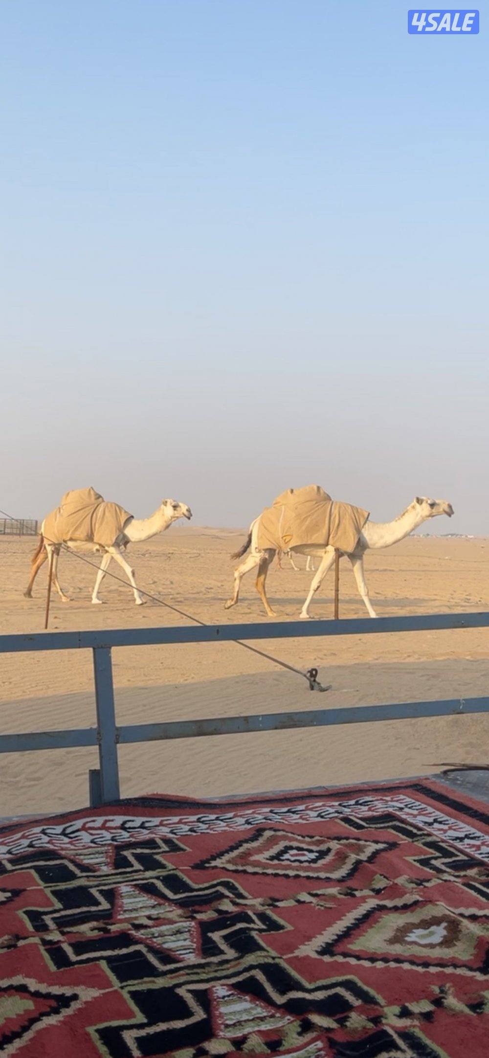 للبيع ابل وضح العدد155