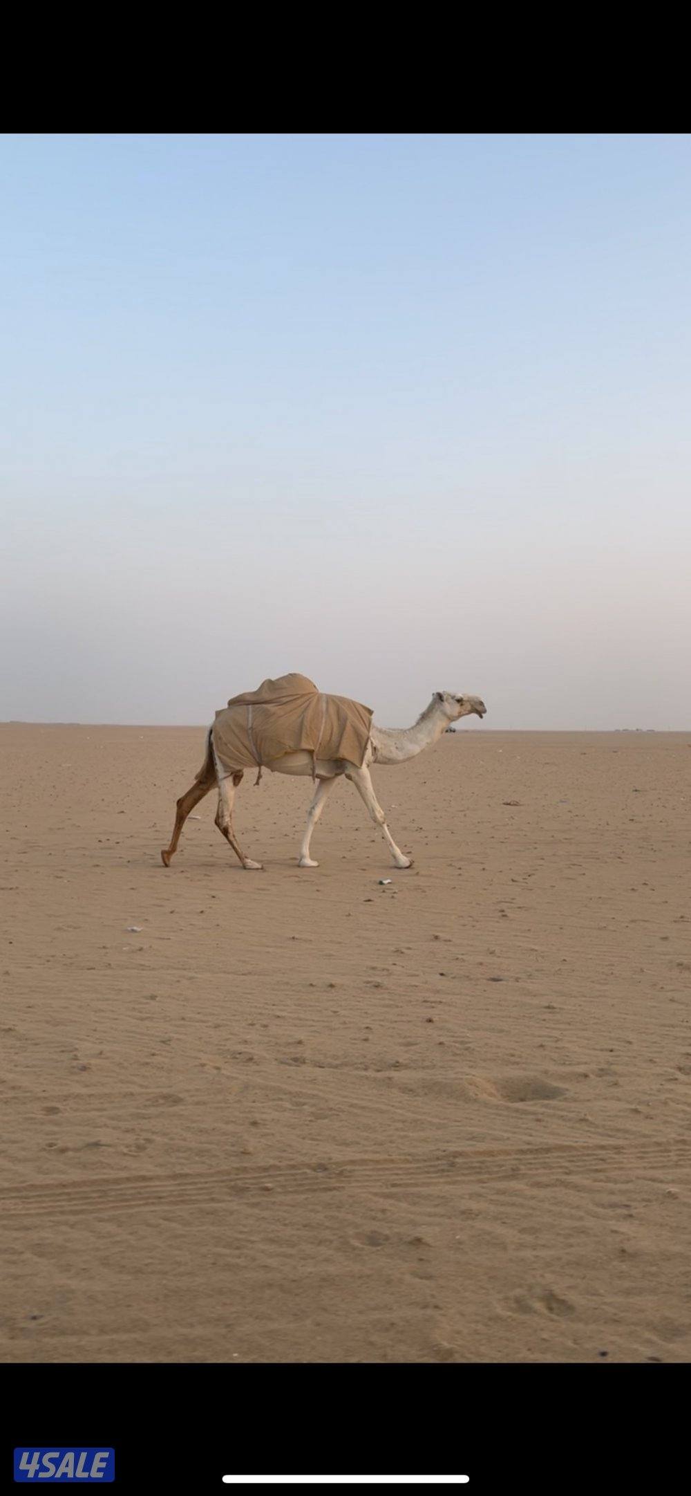 للبيع ابل وضح العدد156