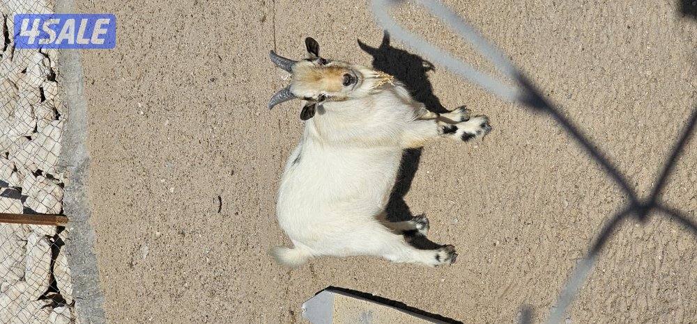 للبيع جيكيات0