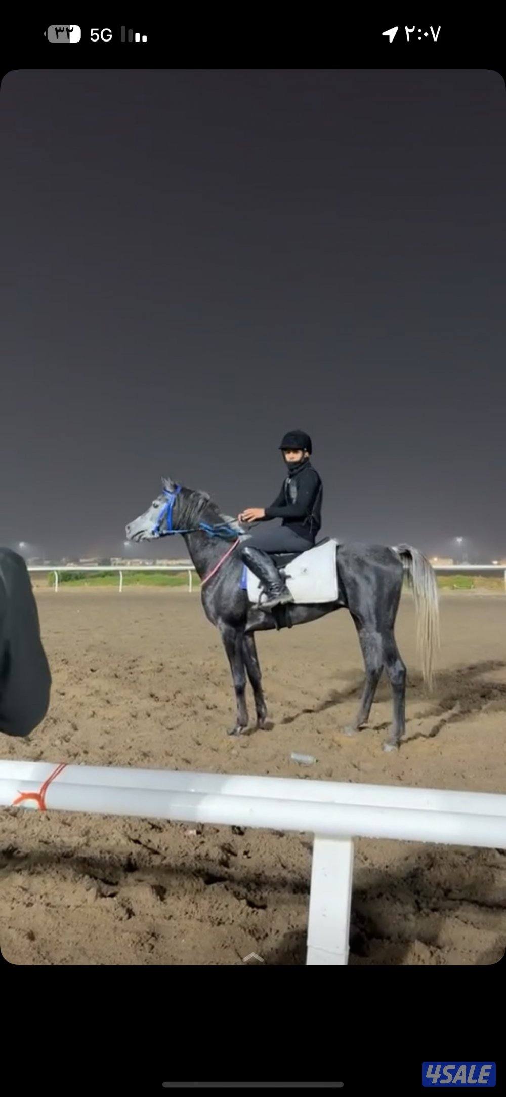 للبيع مصري مواليد ٢٠٢٢ ادهم0