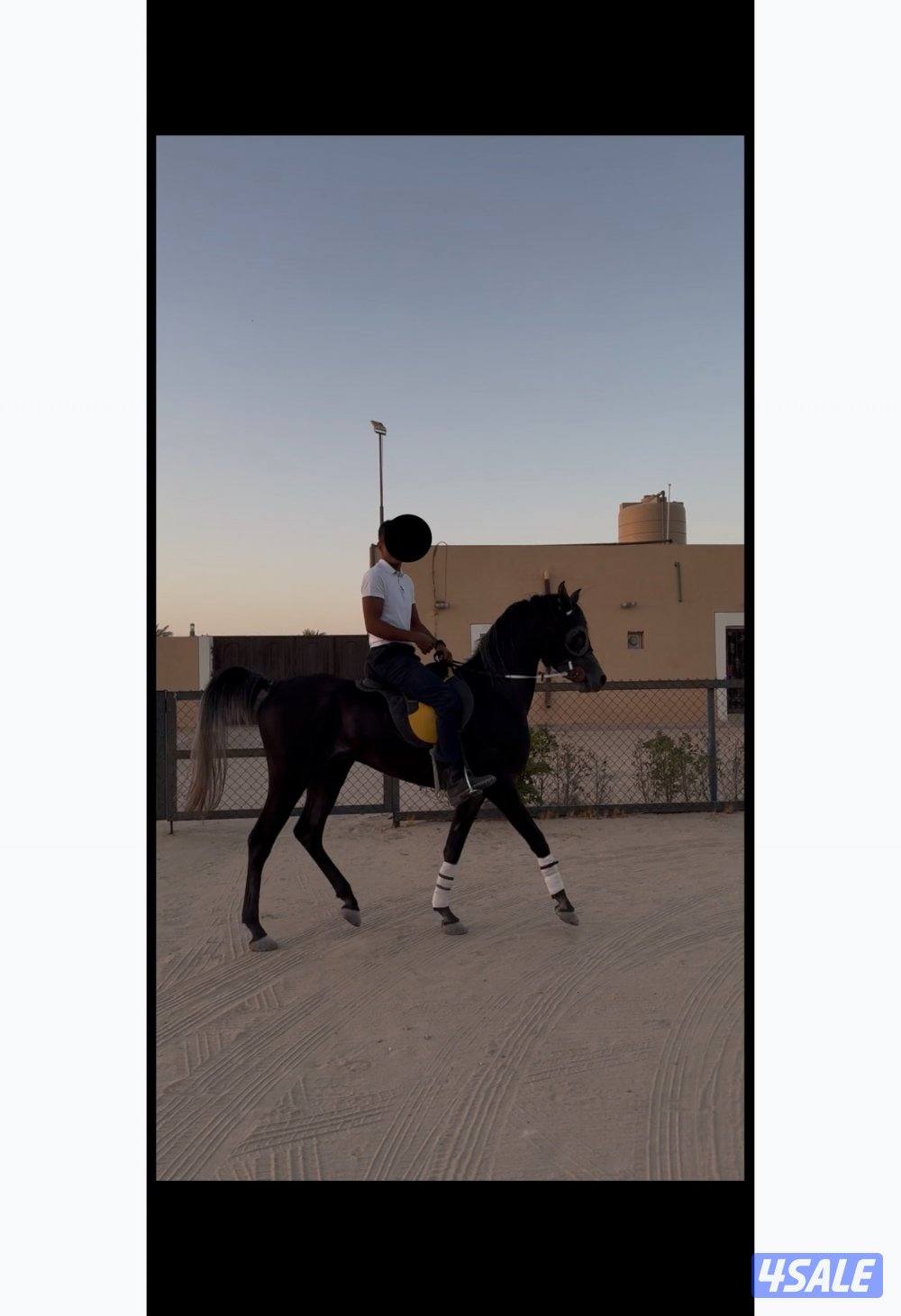 للبيع مصري مواليد ٢٠٢٢ ادهم1