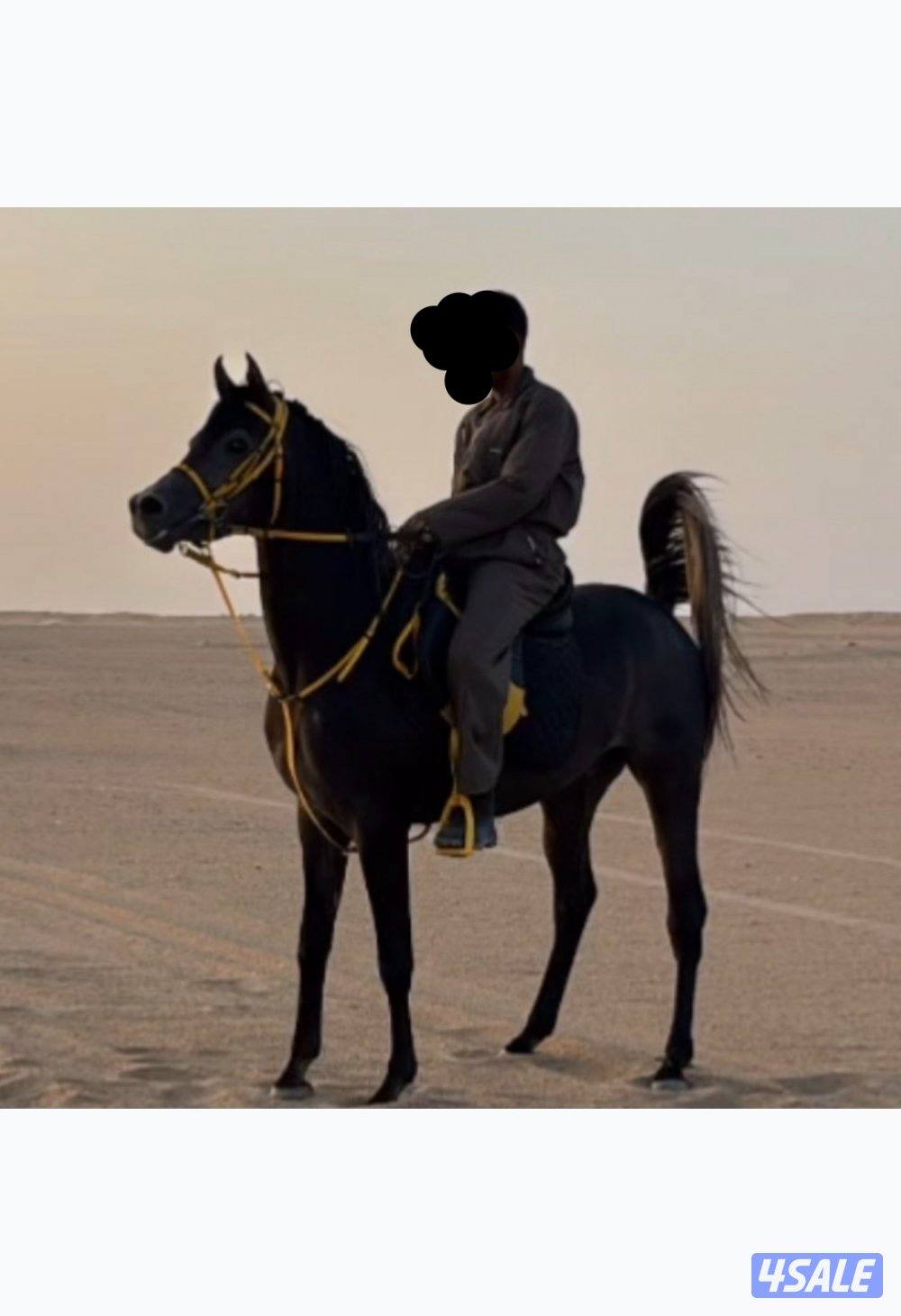 للبيع مصري مواليد ٢٠٢٢ ادهم2