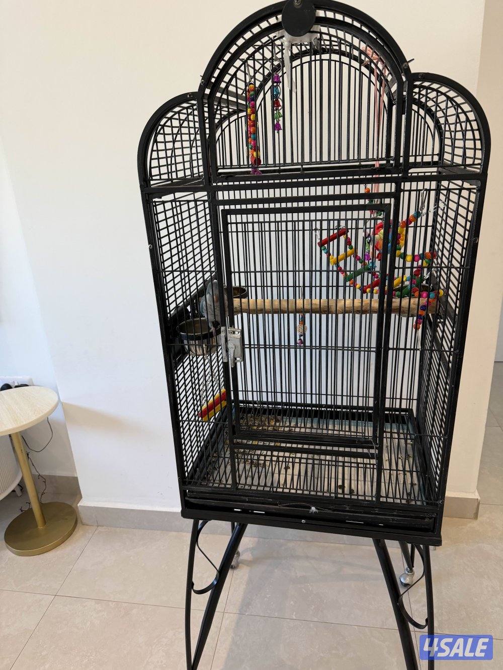 كويكر لون مميز ازرق5