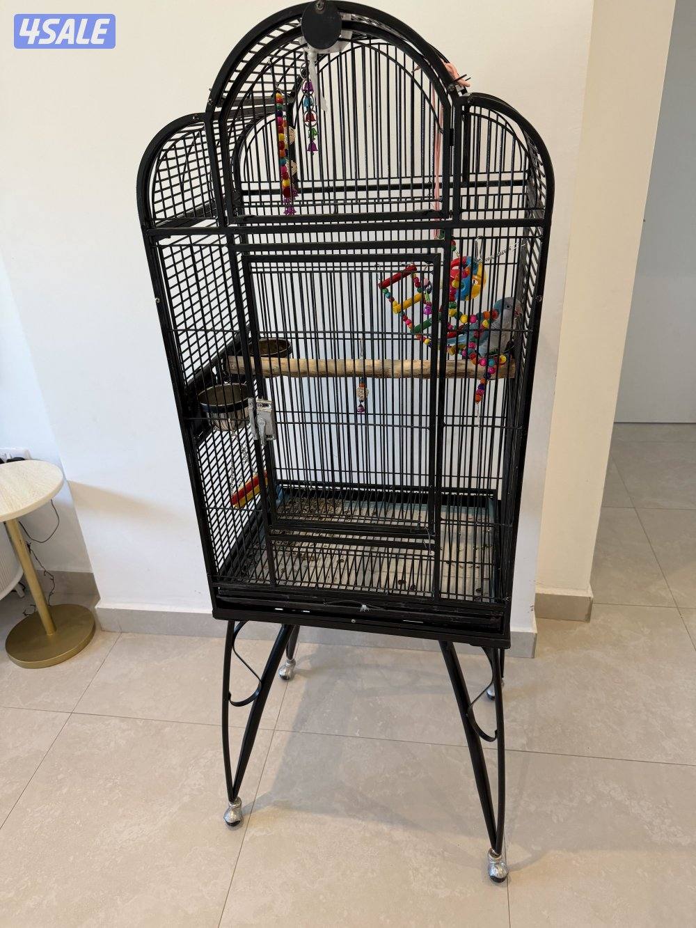 كويكر لون مميز ازرق6