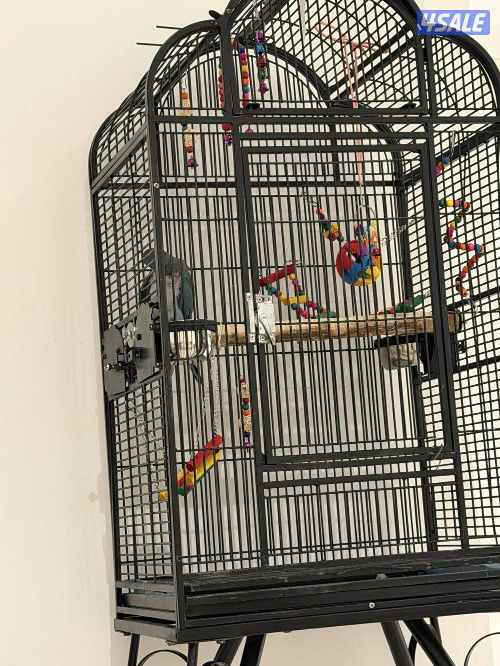 كويكر لون مميز ازرق7