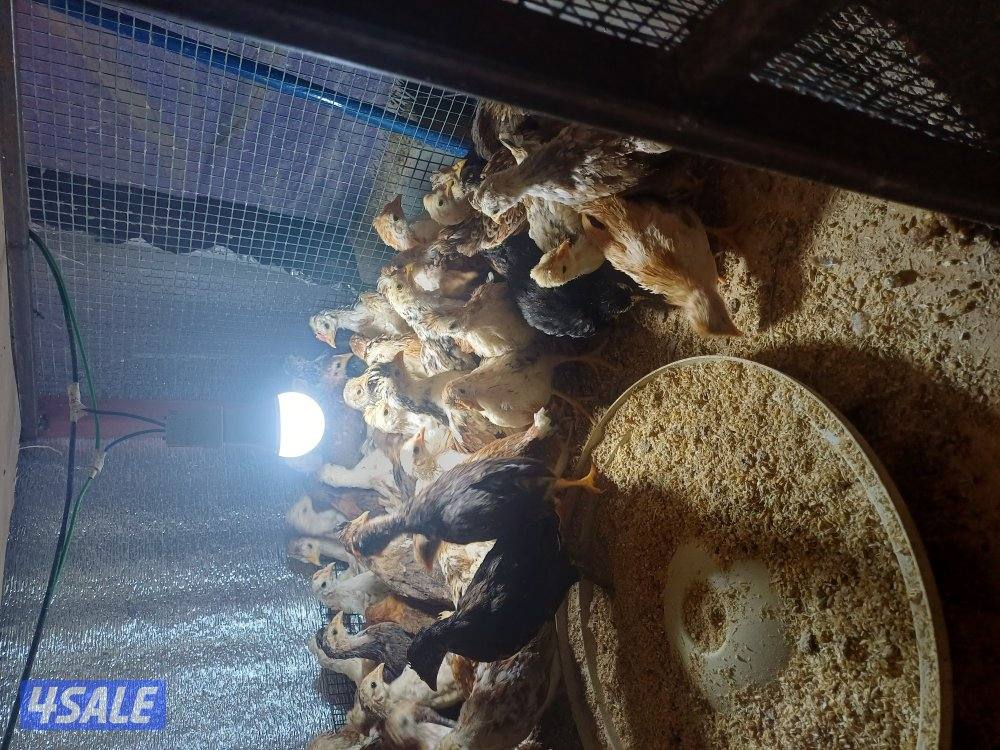 للبيع صيصان اعمار مختلفه0