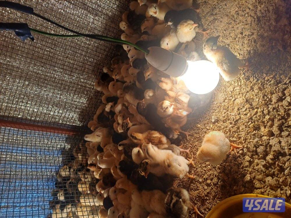 للبيع صيصان اعمار مختلفه1