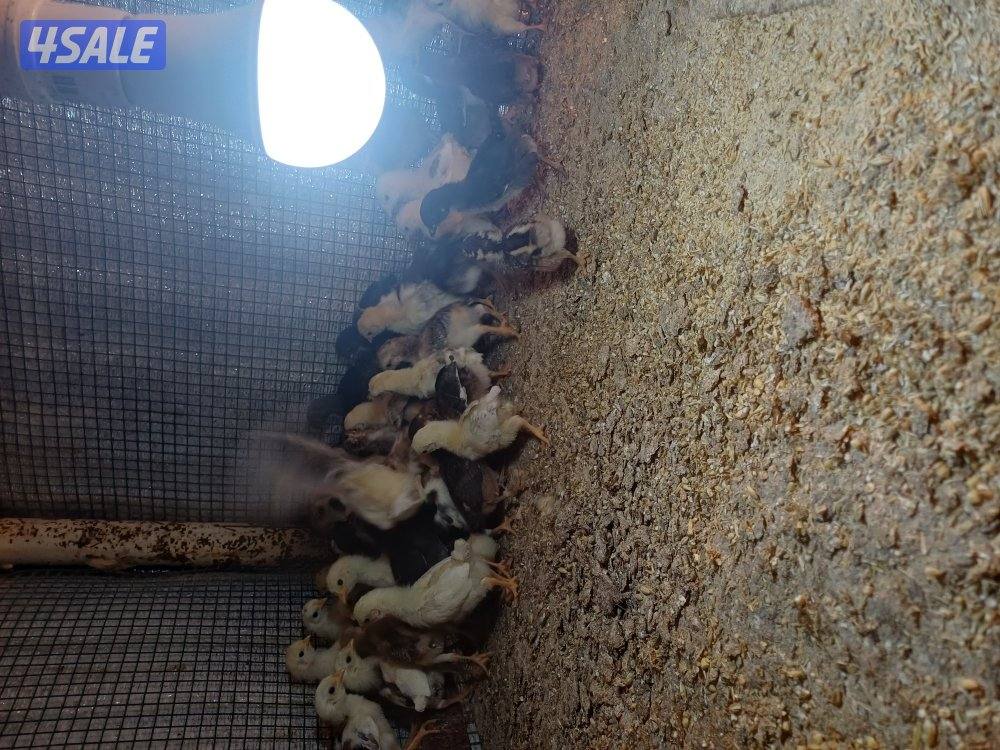 للبيع صيصان اعمار مختلفه2