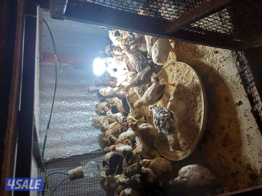 للبيع صيصان اعمار مختلفه3