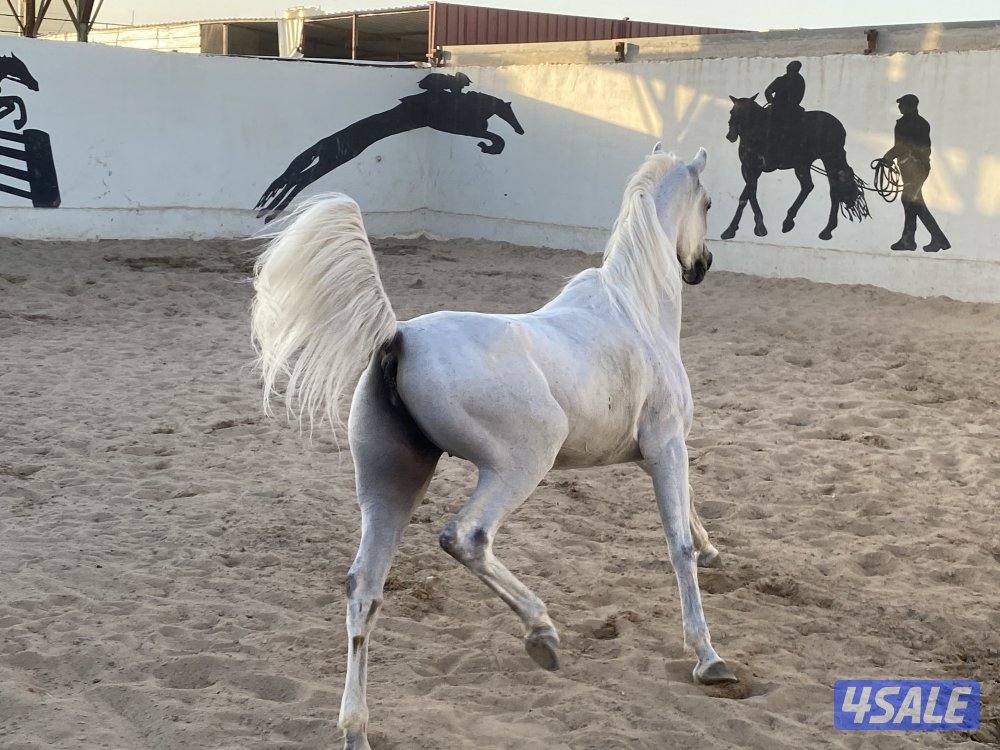 فرس مصرية مع المهر0