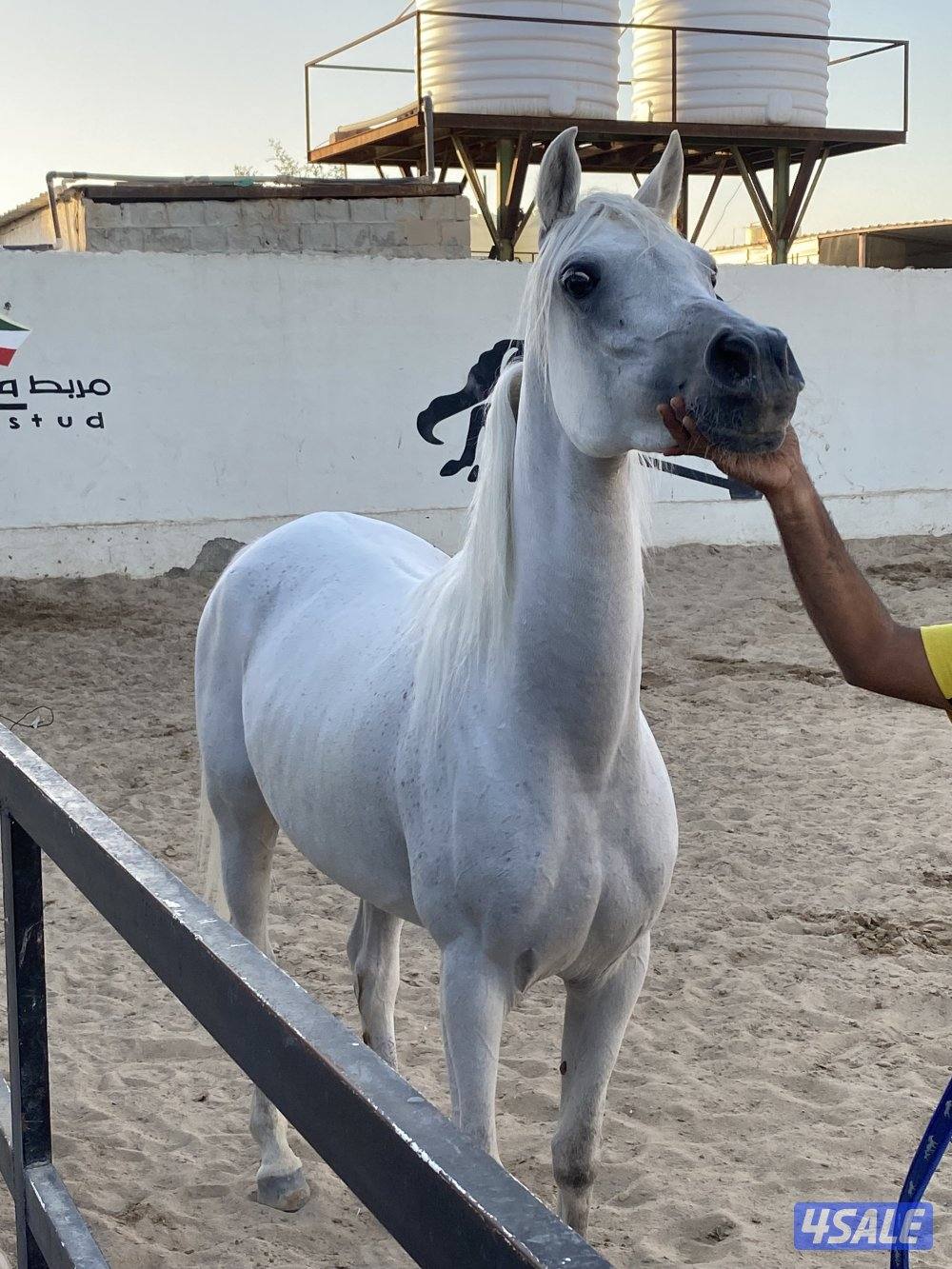 فرس مصرية مع المهر1