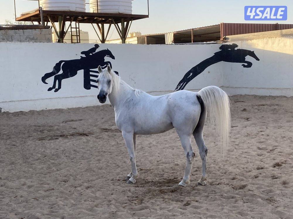 فرس مصرية مع المهر2