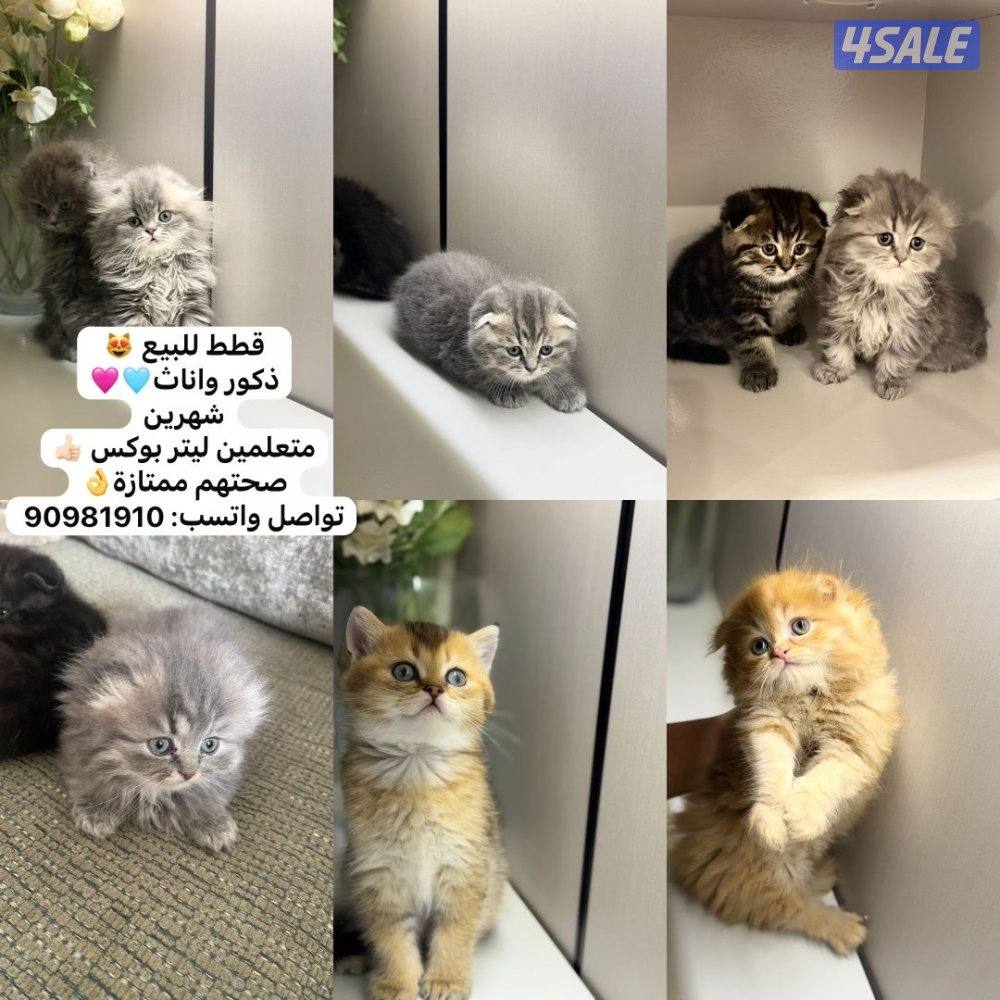 سكوتش فولد0