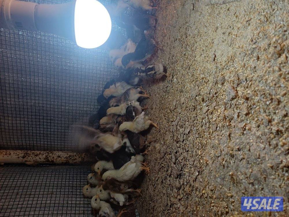 للببع فقاسة وصيصان2